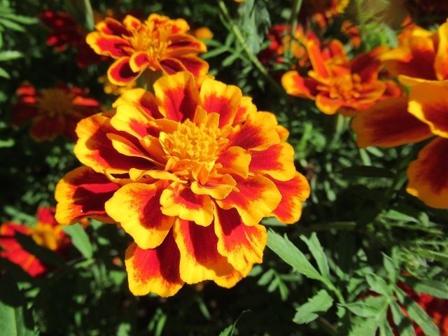 ��� �������� ������� ������ ���� ������: ���� ���������� ����