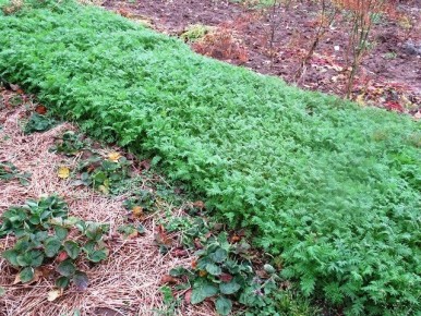 ����� ������ ������� � �������: ���� ������