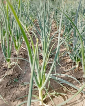 Секреты агрономов: как вырастить идеальный лук с кулак