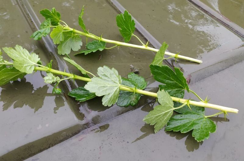 ������ ������� ����������� ����������: ��� �������� ������