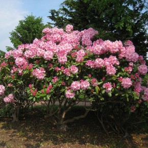 ������� ������������� �� ����: ������ ��� ��������� �������