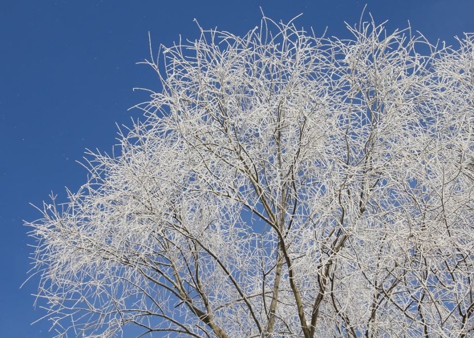 Ох, какая красота сегодня! Морозно, долго не погуляешь, но эта зимняя сказка завораживает!