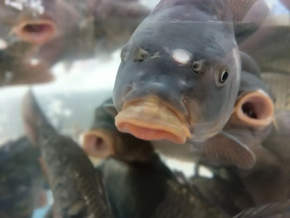 ����� 1500 ���� ���� ��������� �� ��� � ������������ �������