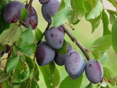 ������ ����� ������ ������: �������� ������ �����