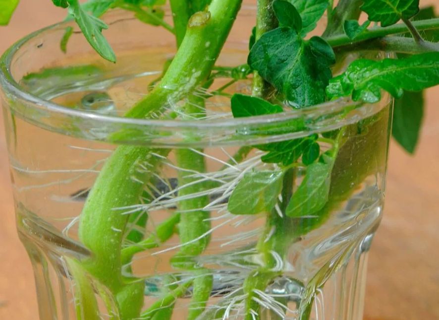 ������ ����� ������ ������� ������� � ������ ������: ������������ ����������