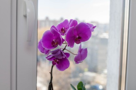 ������� ������ �������� �������