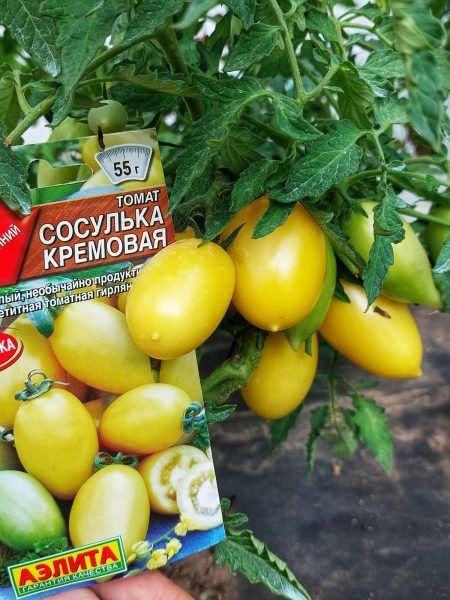 ����� �������� ��������: ���������� ���� ��� ������ �������