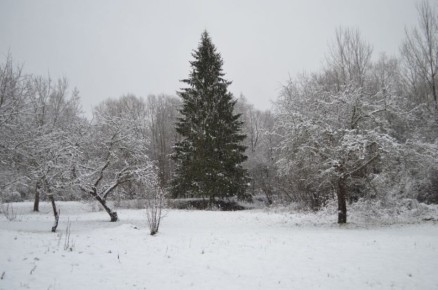 Зимняя защита яблонь: мульчирование как способ отсрочить цветение и сохранить урожай