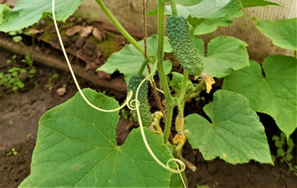 Как сделать первые подкормки огурцов в теплице ключом к богатому урожаю