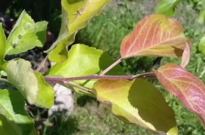 ������� ������������: ����� � ��� ������������ ��� �������� ��������