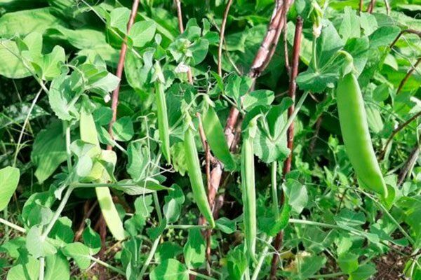 Горох «Детский сахарный»: сладкое открытие для огородников 2026 года