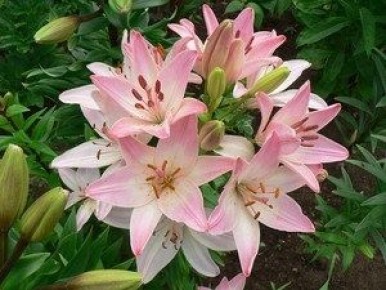 ���������� ����� ����� ������: ������� ����� � ����� ����