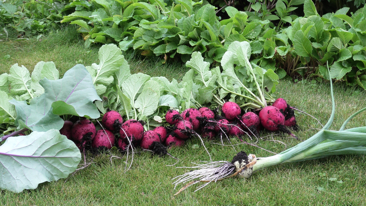 10 полезных советов для огородников