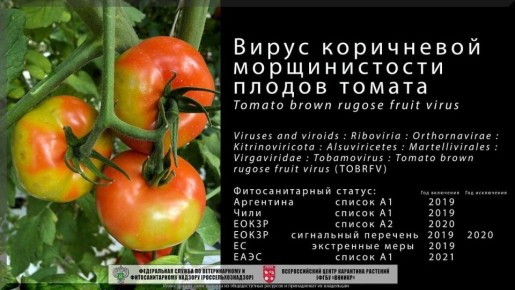 Садовые советы на зиму: как ухаживать за растениями в холодное время года