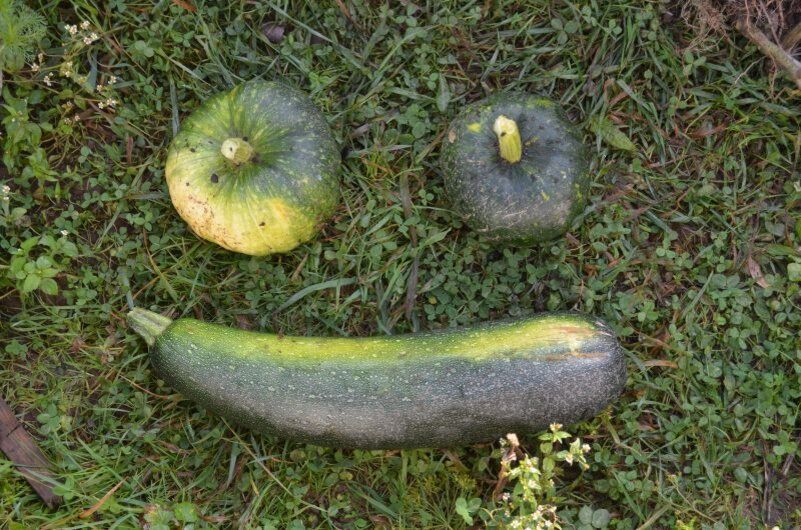 ��� ��������� ����� � ������� �� ����: ������ �����������