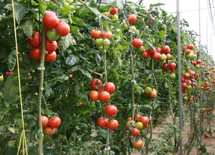 ��� �� �������� ������: �������� ������ ��� ������ ������� � ����