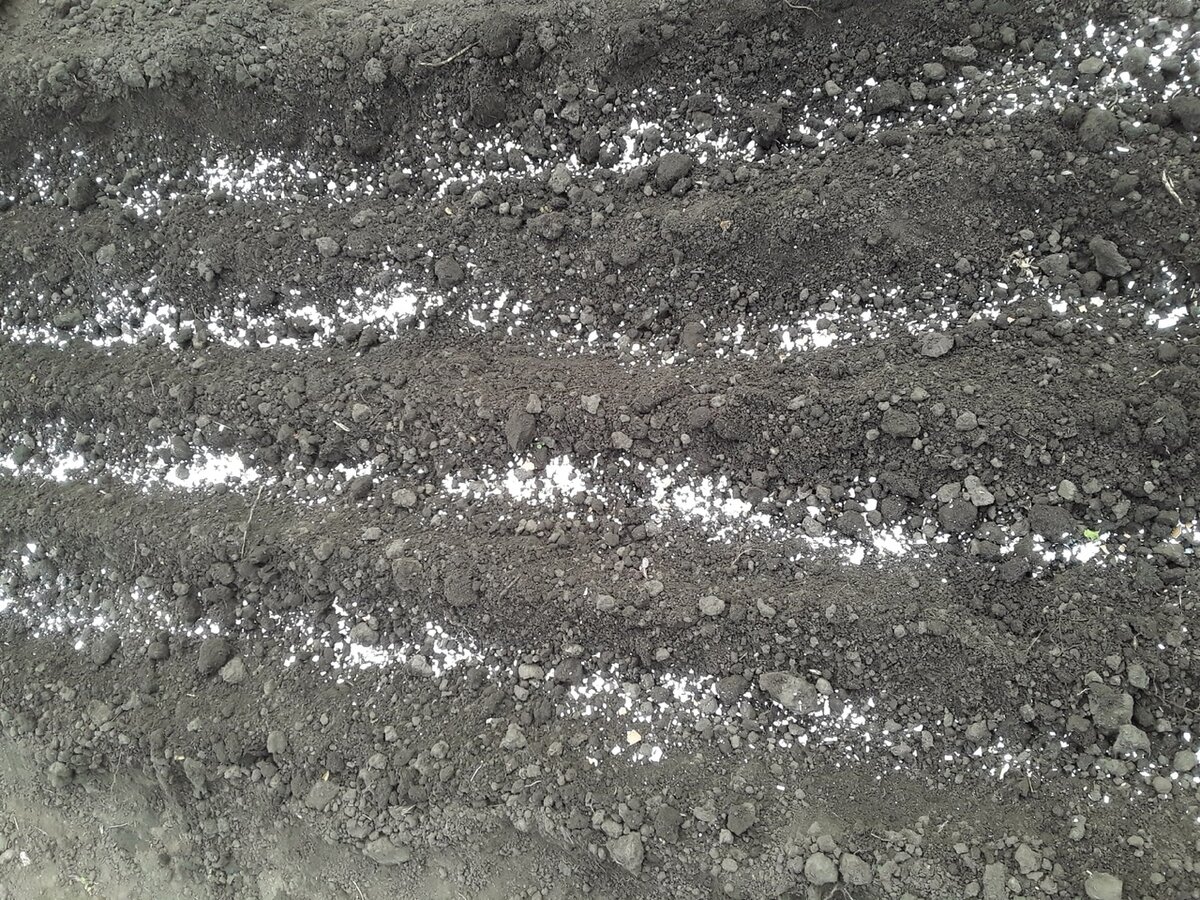 Медведка в огороде: 7 приёмов моей мамы, которые спасли рассаду в мае