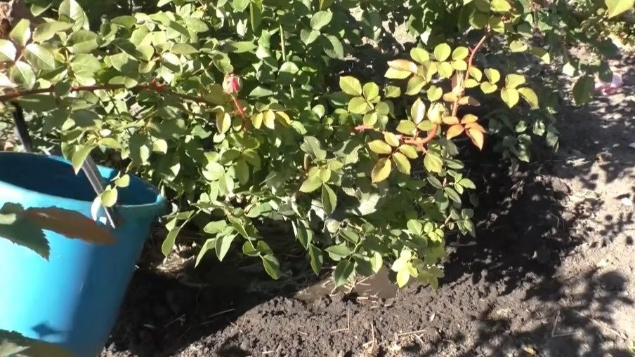 ��� ��������� ���������� ���� ������: ������� �������� �������