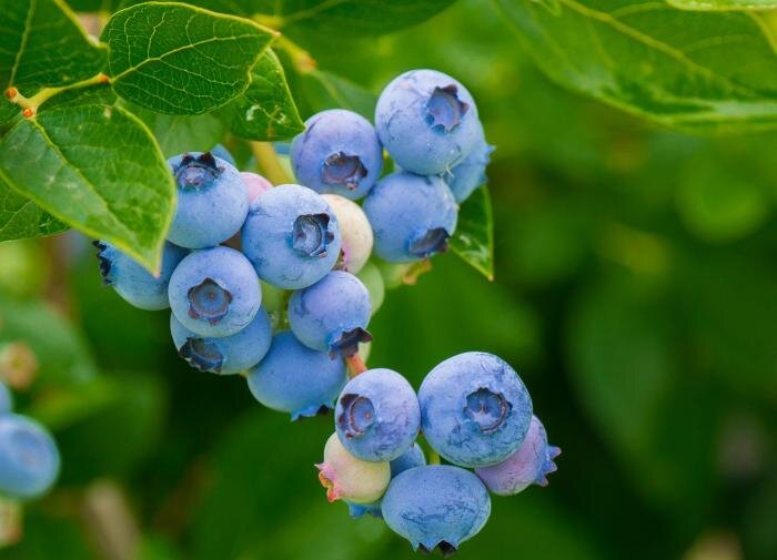 3 простых способа размножить голубику за копейки — проверено на подоконнике
