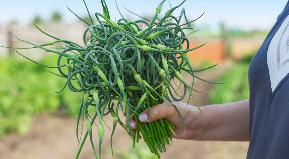 ��������� �������: ������ ��������� �������, ������� ����� ������