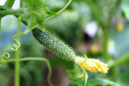 Как добиться обильного урожая огурцов в июле: 5 эффективных секретов