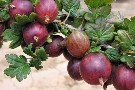 ��� ���������� ��������� ��������: ������ � ������� �������� ���������