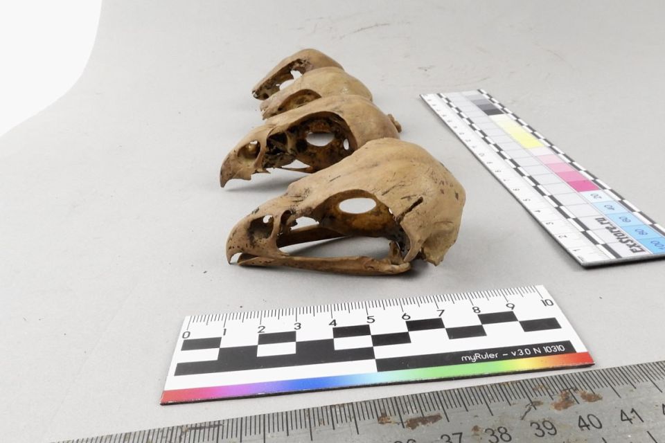 ����� ��������, ����� ����� ����������� ��������� � ������ ����� ������ XII ����