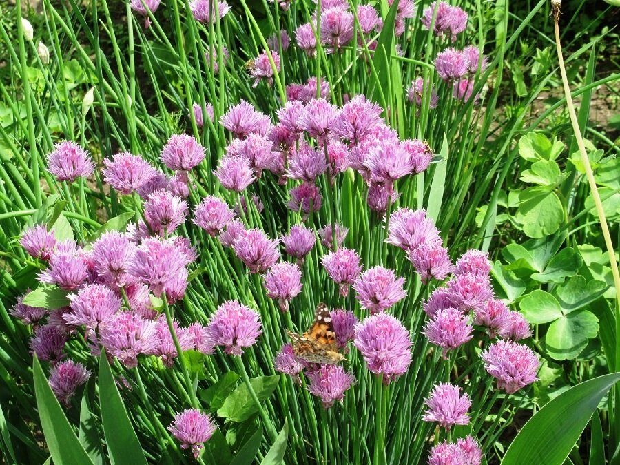 ���������� ������� �����-����: ������� ����� � ���������� �� ������������ ���������