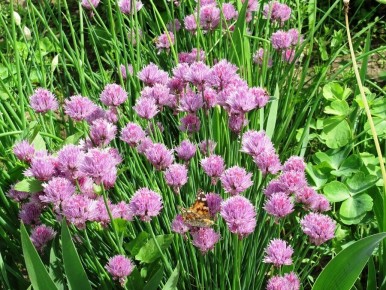 Фиолетовые шапочки шнитт-лука: секреты польз и ухаживания за удивительным растением