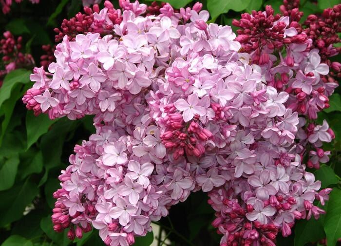 ������� ����� �� �������: ��� ������� ��������� ����� ��� ������ ��������