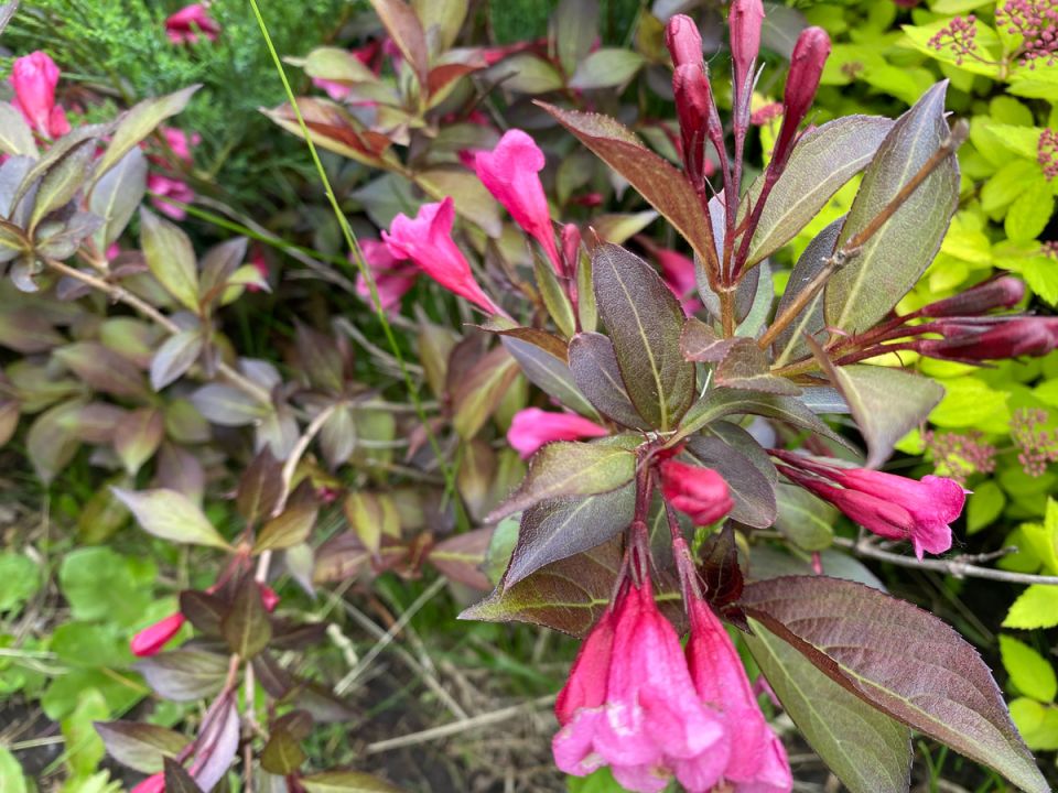 ����������� �������: �� ������� �� �����