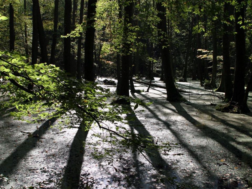 ��������� ��������: ������� ���������� � ���������������