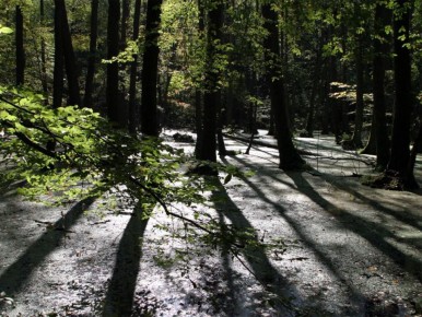 ��������� ��������: ������� ���������� � ���������������