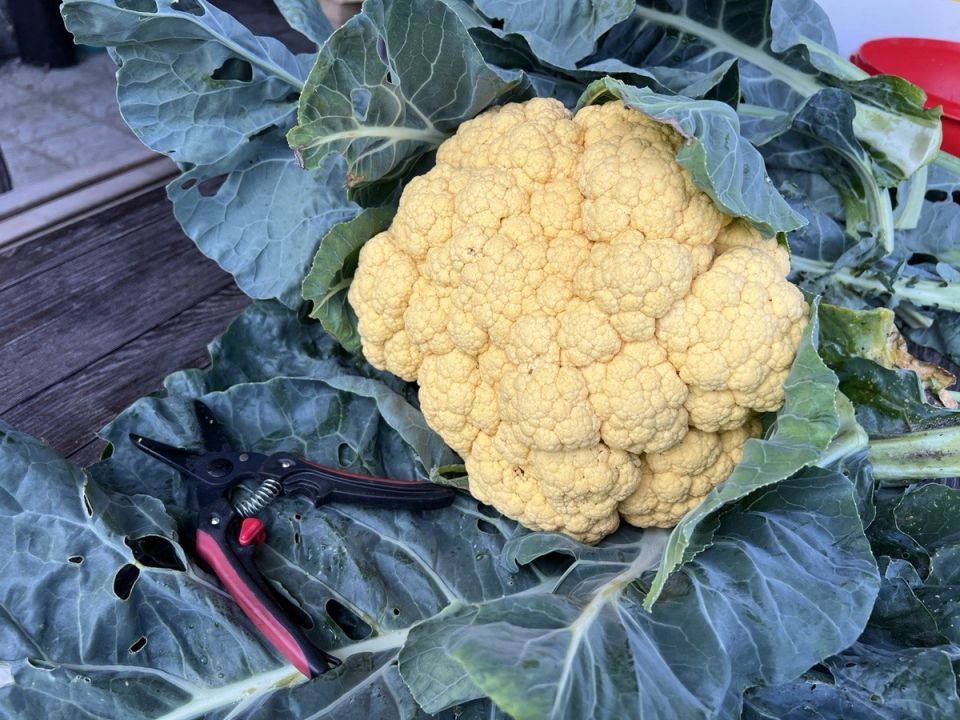 ����������� ������� �������: ������� � ������ ��� ��������� ������