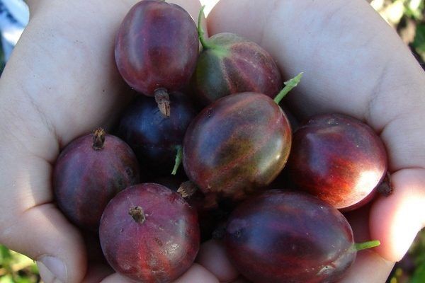 Почему крыжовник Сливовый — идеальный выбор для вашего сада?