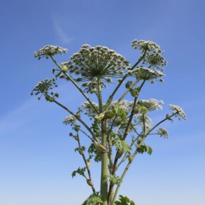 ������ ����� ������ � ����������� ����������: ������ �������� � ���� � �����