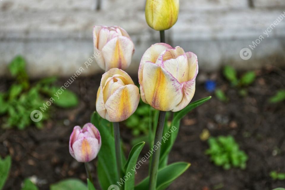 Как вырастить идеальные тюльпаны: советы опытного садовода