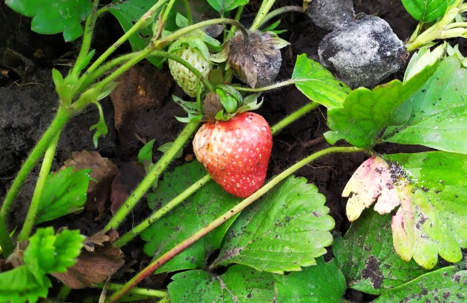 Как спасти клубнику от серой гнили: 5 экстренных мер, которые сработают