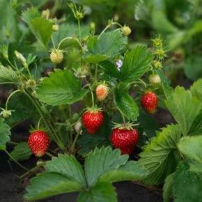 ��� ��������� ��������� �������� ������ ��� �������� ������