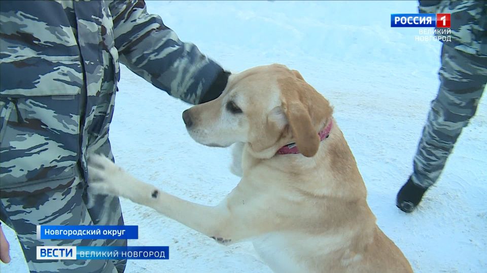 Кинологический центр УМВД предлагает новгородцам взять в семью питомцев, верно и честно отслуживших свою службу