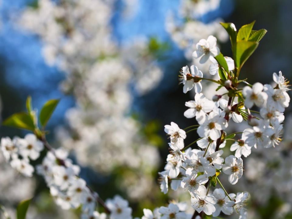 ��� �������� ���� ������ �� �������� ������: ������� ������