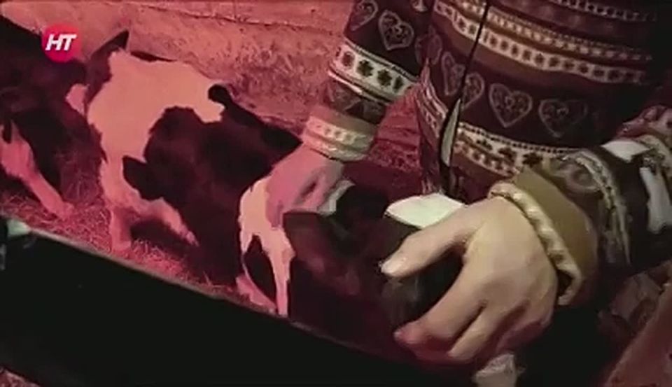 Корова Марта из деревни Арефино порадовала свою хозяйку, родив сразу двух телят