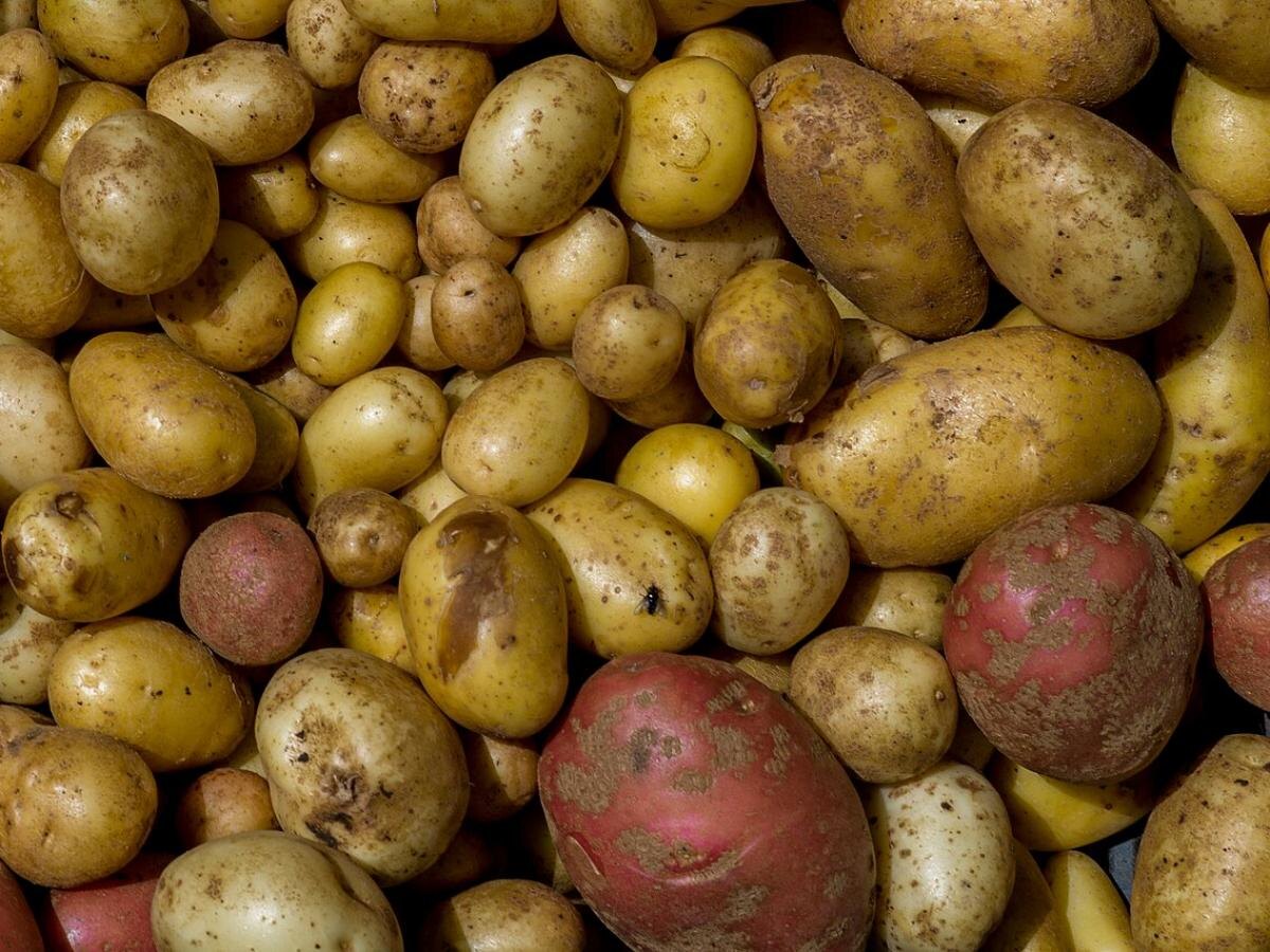 Секреты длительного хранения картофеля без погреба