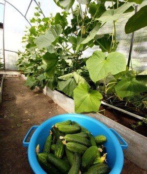 ��� ��������� ��������� ������: ������� ������� ���������