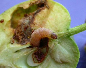 ��� �������� ��� �� ����������: ������� ������ ��� ��������