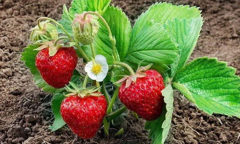 ��� ��������� ���������� �������� � ���� ��� �������� ������: ������ ������� ���������