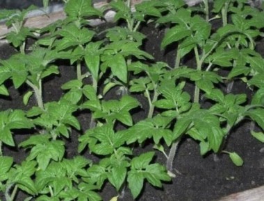 Идеальные условия для рассады: секреты успешного роста