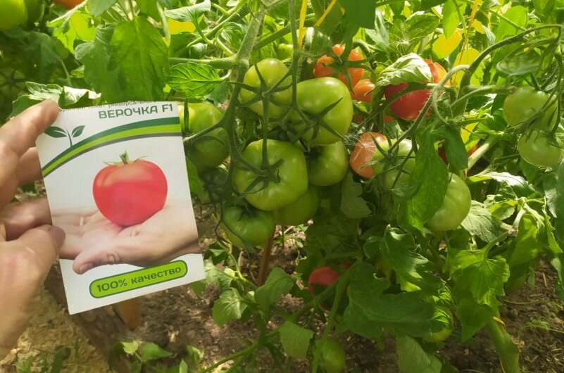 Гибридные томаты: Верочка, Везувий, Любаша и Папина дочка