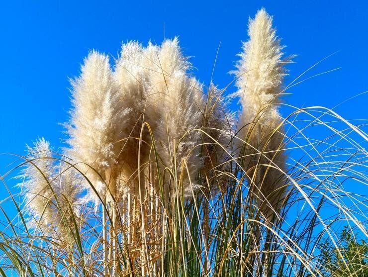 Декоративные злаки: живое искусство вашего сада