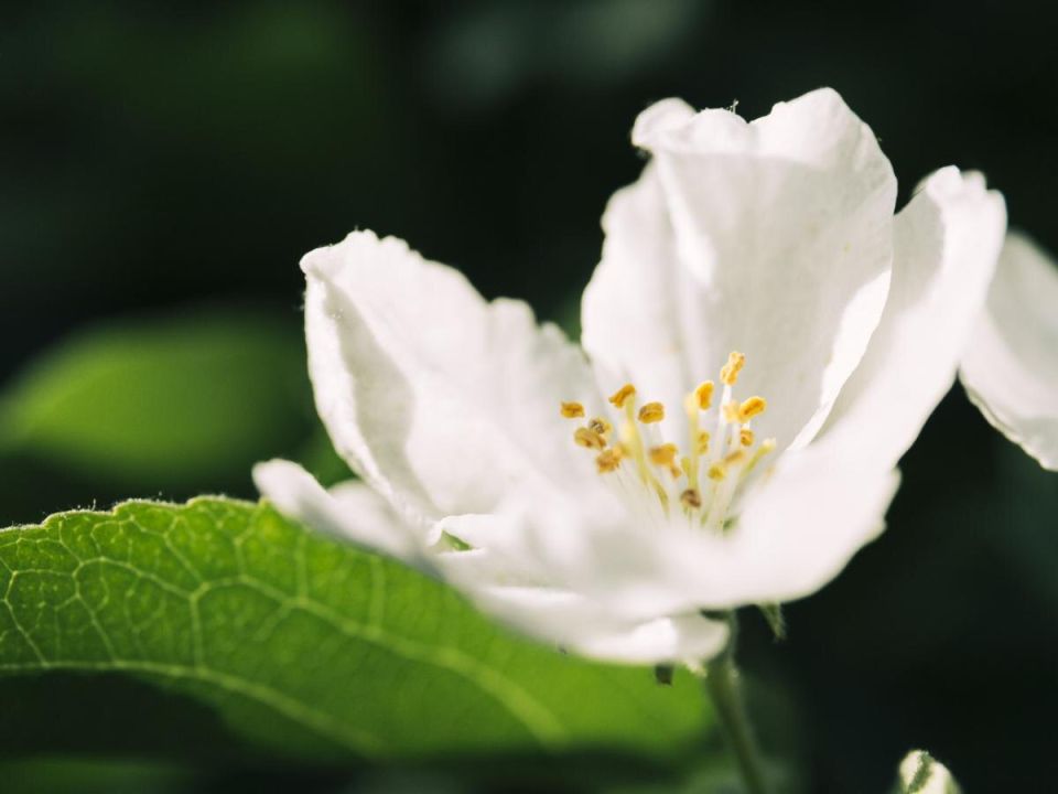 Цветы, которые помогают наладить сон и снизить тревожность